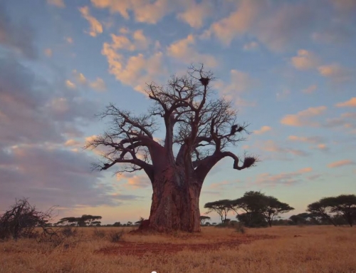 The Inspiration behind Singita Pamushana Lodge